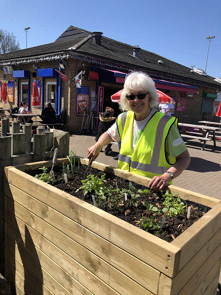 Planting our herbs